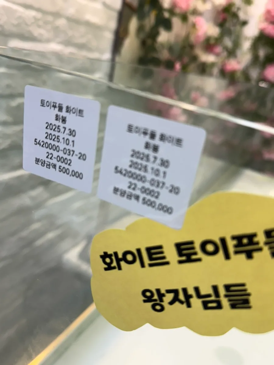 화이트 토이푸들 분양 2026: 똑똑하고 털 안 빠지는 반려견 선택 가이드