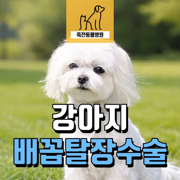 강아지 배 혹, 탈장 의심 시기? 수술 및 스케일링 경험 정리 2026