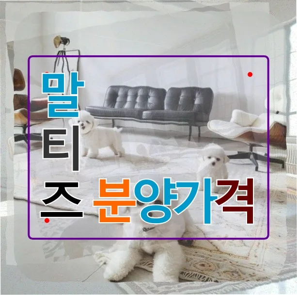 말티즈 분양 가격 2026년, 10년차 디자이너의 신중한 결정 가이드