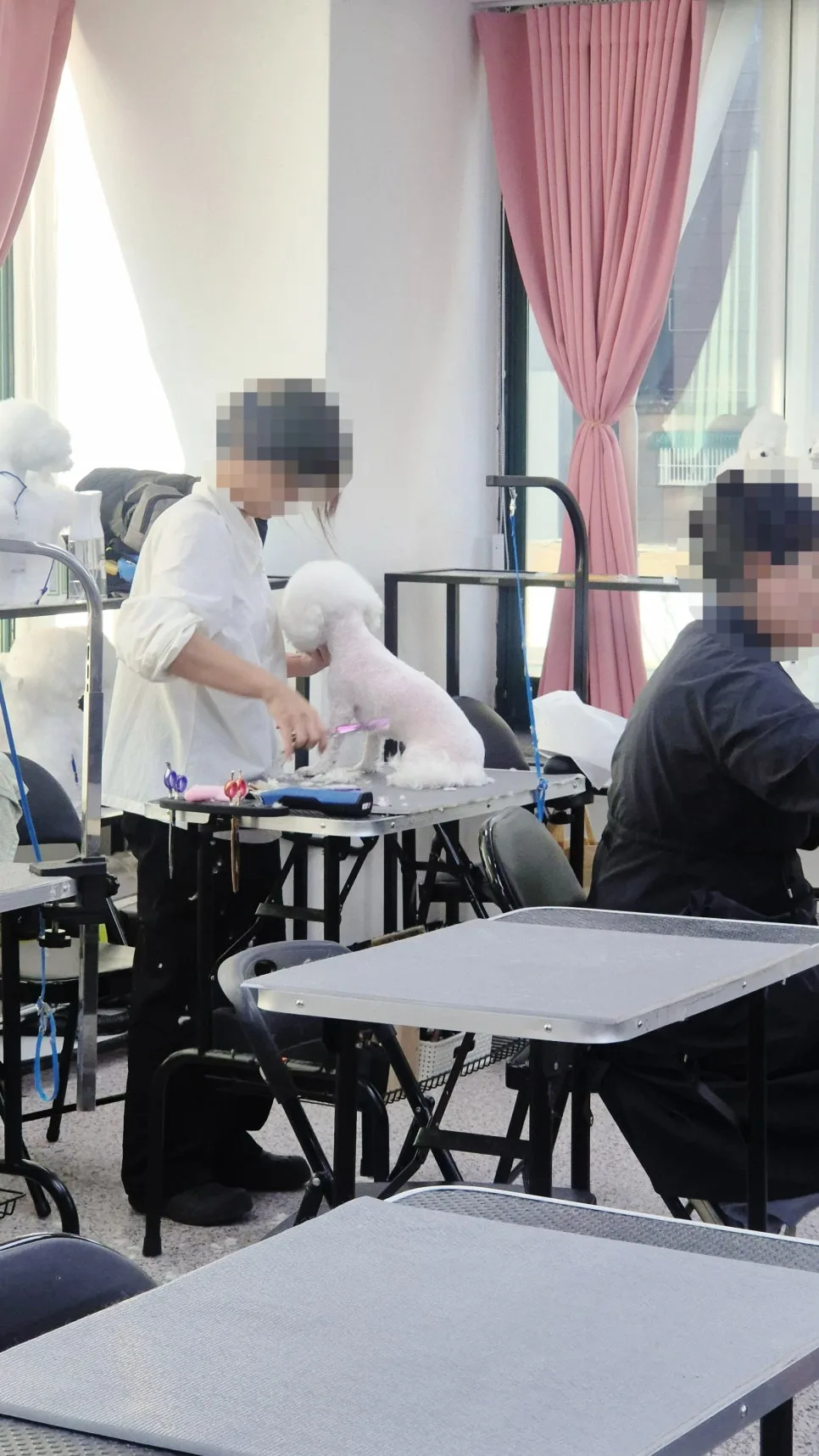 40대 경단녀 애견미용사 취업 성공기 2026