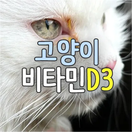 반려동물 비타민 D, 햇빛만으론 부족? 2026년 최신 정보 총정리