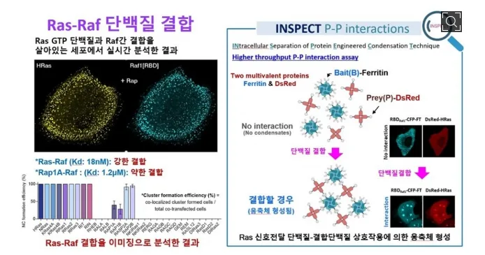 암 전이 자율주행 비밀 2026: KAIST 연구팀의 세포 이동 메커니즘과 항암 치료 전망