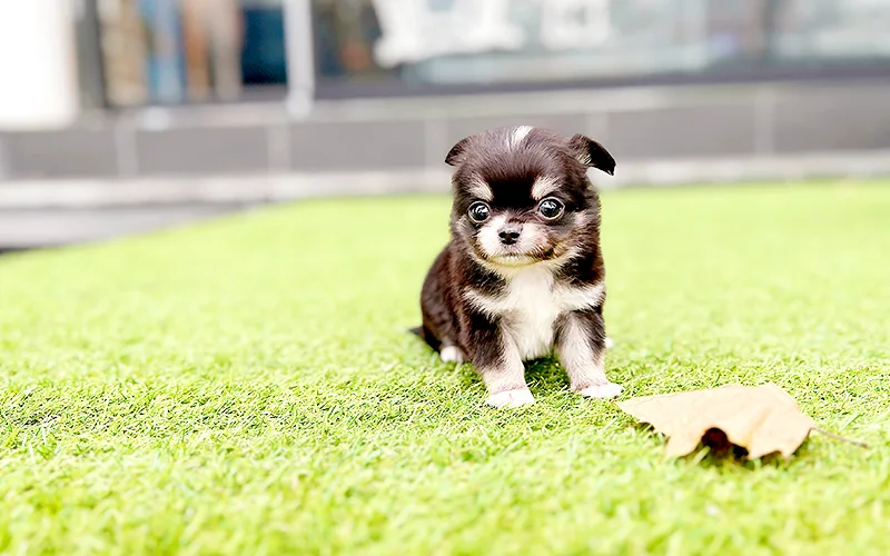 Long-Haired Chihuahua Price 2026: Find a Healthy Pup