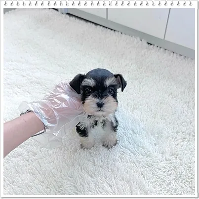 암사동 슈나우저 분양 2026: 퍼피플라워 중랑점 선택 이유와 장점 2
