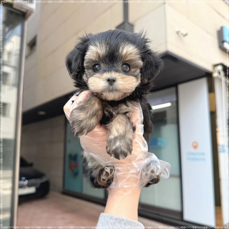 몰키 분양 2026: 특별한 믹스견 입양 전 필수 체크리스트