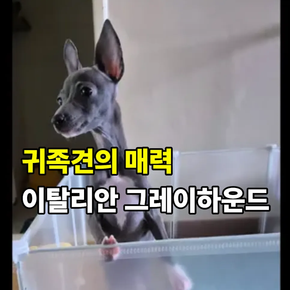 이탈리안 그레이하운드 분양 2026: 세종시 귀족견 입양 가이드