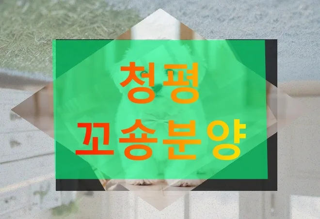 청평 꼬숑분양, 2026년 장기 임대 조건 및 실제 후기 총정리