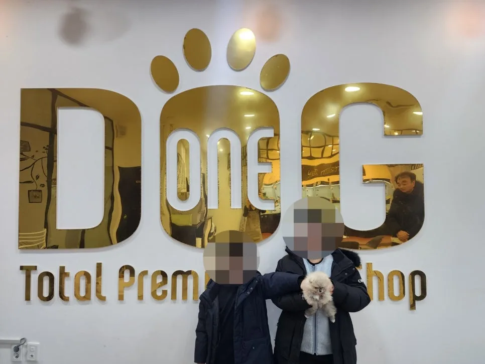 세이블 포메라니안 분양 2026: 세종 원독 애견센터 입양 가이드