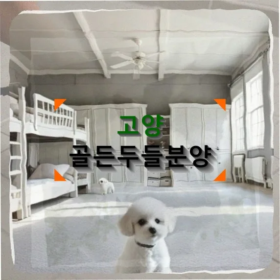 고양 골든두들 분양 2026: 비용, 건강검진, 배변훈련 완벽 가이드