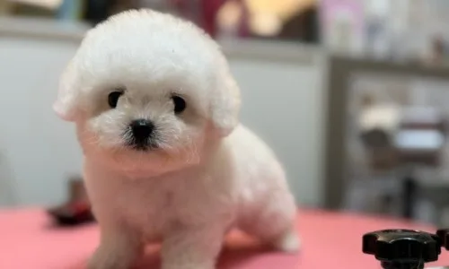 미니비숑 분양 2026: 포니와 도담이, 건강한 아가 입양 가이드