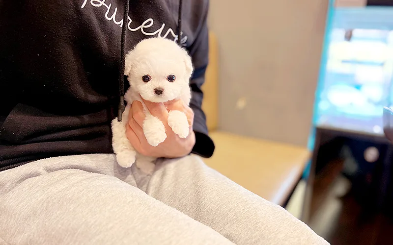 Puppy Adoption in Gangnam 2026: 3 Tips for a Happy Pet