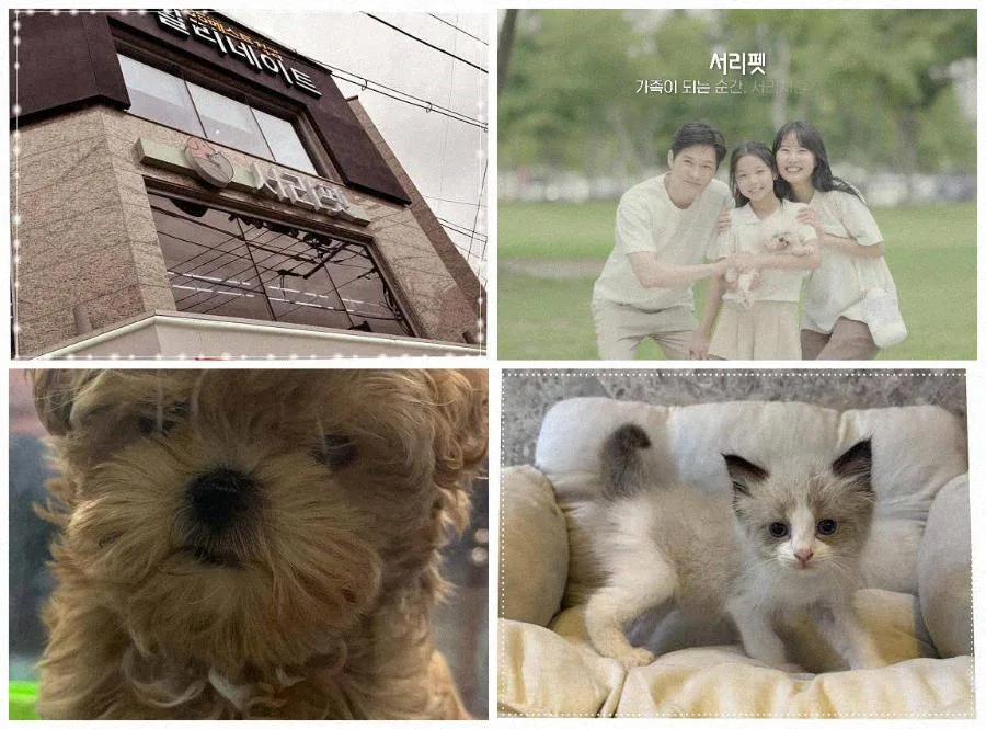 서울 강아지 분양, 똑똑하게 선택하는 법 (2026년 최신) 2