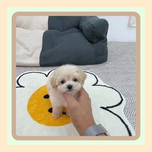 Mini Bichon Frise Puppies for Sale 2026: Your Guide