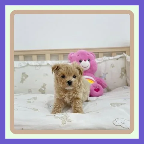 Mini Bichon Frise Puppies for Sale 2026: Your Guide 2