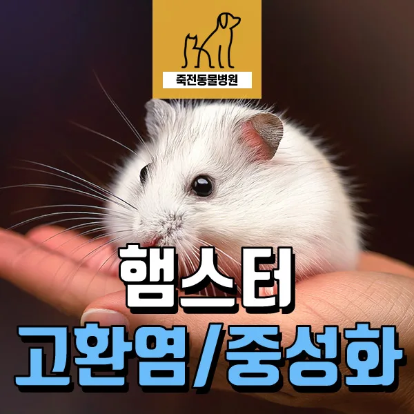 햄스터 고환염 수술 2026: 한쪽 고환만 내려온 원인과 치료법
