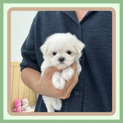홍성 강아지 분양, 믿을 수 있는 곳 찾는 법 2026
