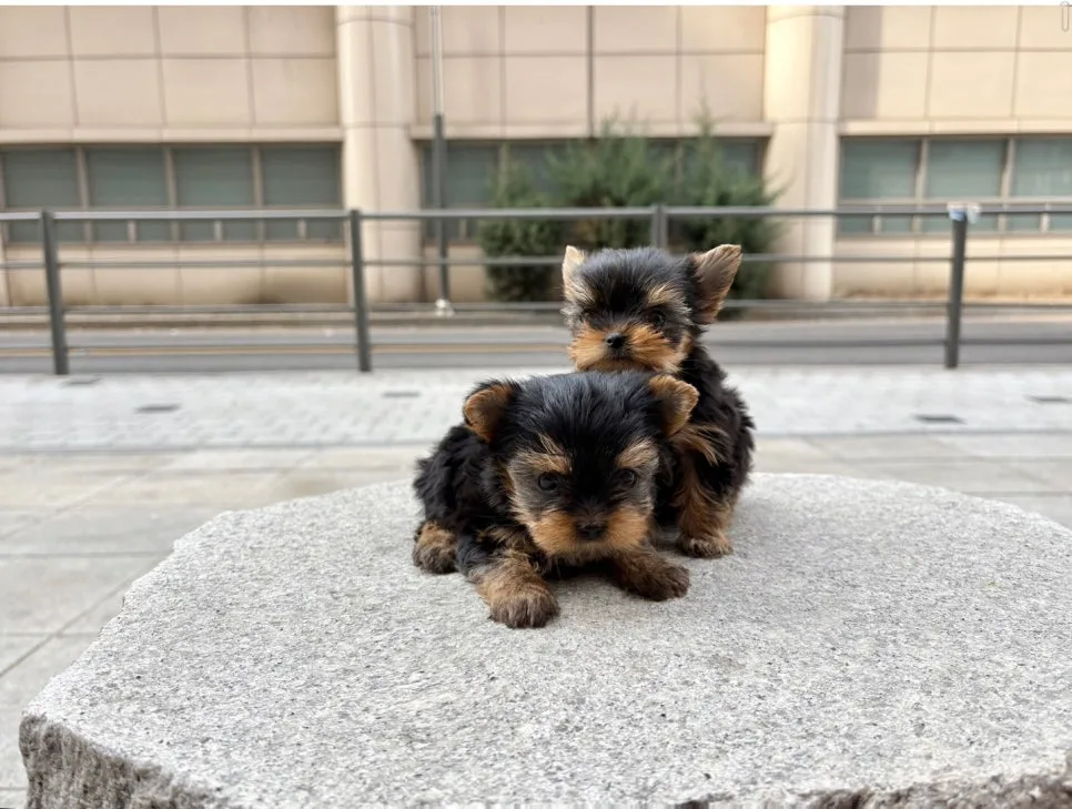양평 몰키 분양 2026: 직접 보고 결정한 솔직 후기 2