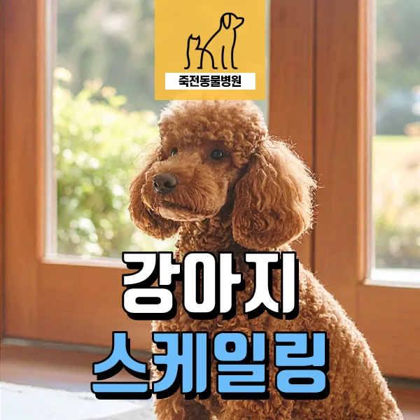 6살 푸들 스케일링, 치과 검진 필요한 신호 2026년 총정리