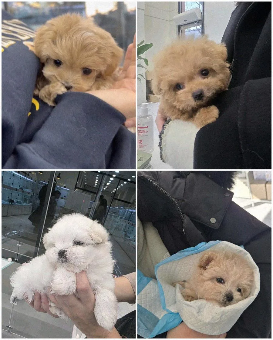 수원 강아지 분양 2026: 건강 상태 확인 필수 기준 5가지 2