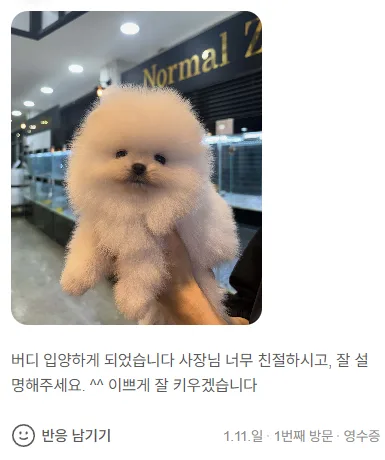 세종 강아지 분양 2026: 혈통 포메라니안 입양 후기 및 절차