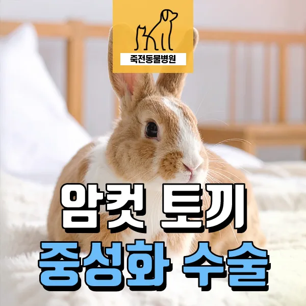 암컷 토끼 중성화 수술, 무봉합 회복 후기 및 금식 여부 2026