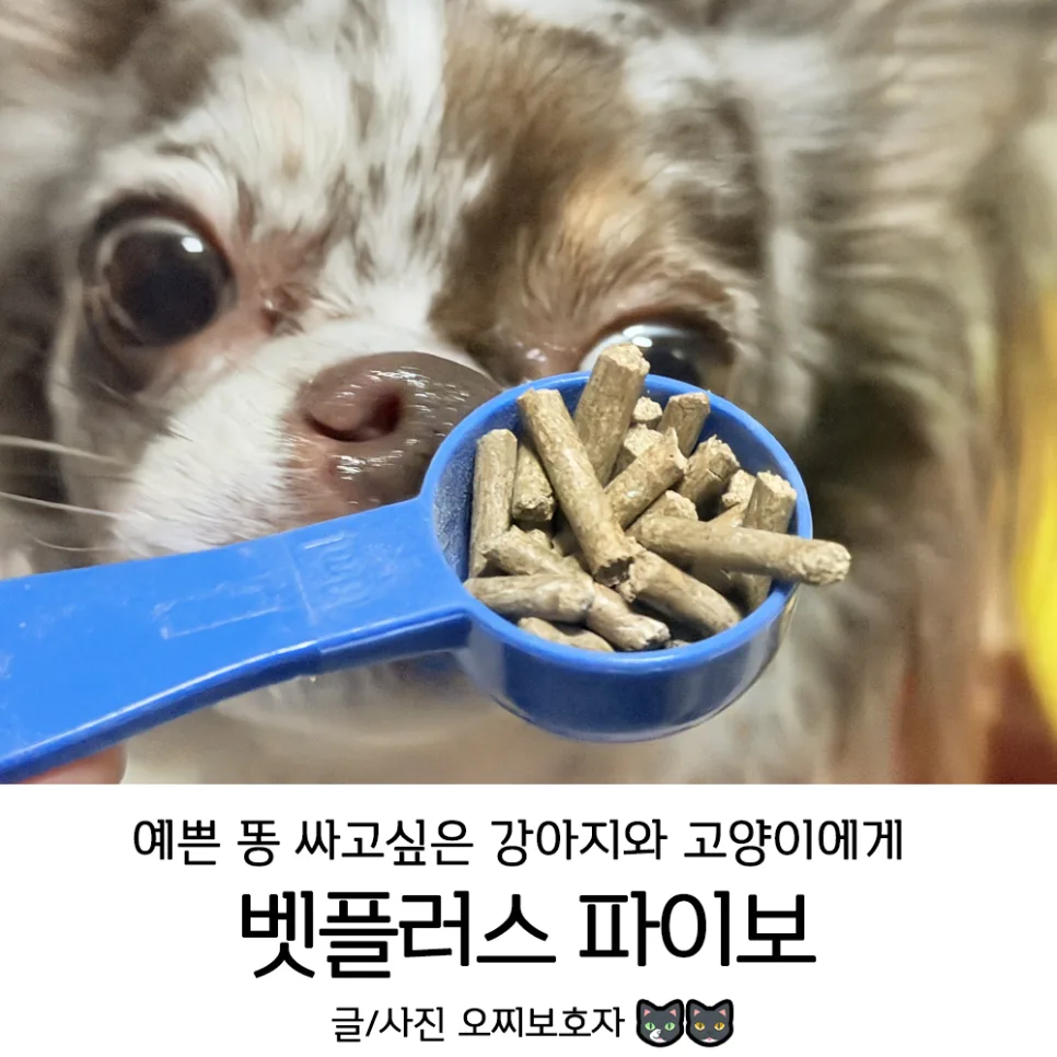강아지 똥냄새 줄이는 법: 벳플러스 파이보 실제 후기 2026