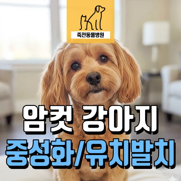 체구 작은 암컷 강아지 중성화 수술 시기 2026: 잔존 유치 발치까지
