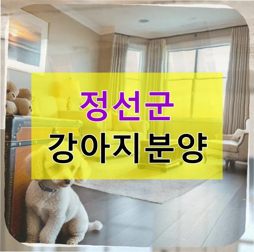 정선 강아지 분양 후 산책 거부, 물림 사고 극복기 2026