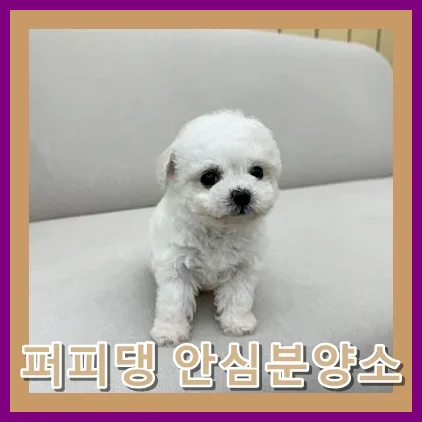 Maltipoo Adoption in Hongseong 2026: Your Guide