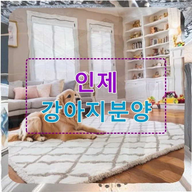 인제 강아지 분양 사기 경험 2026: 후회와 교훈 총정리
