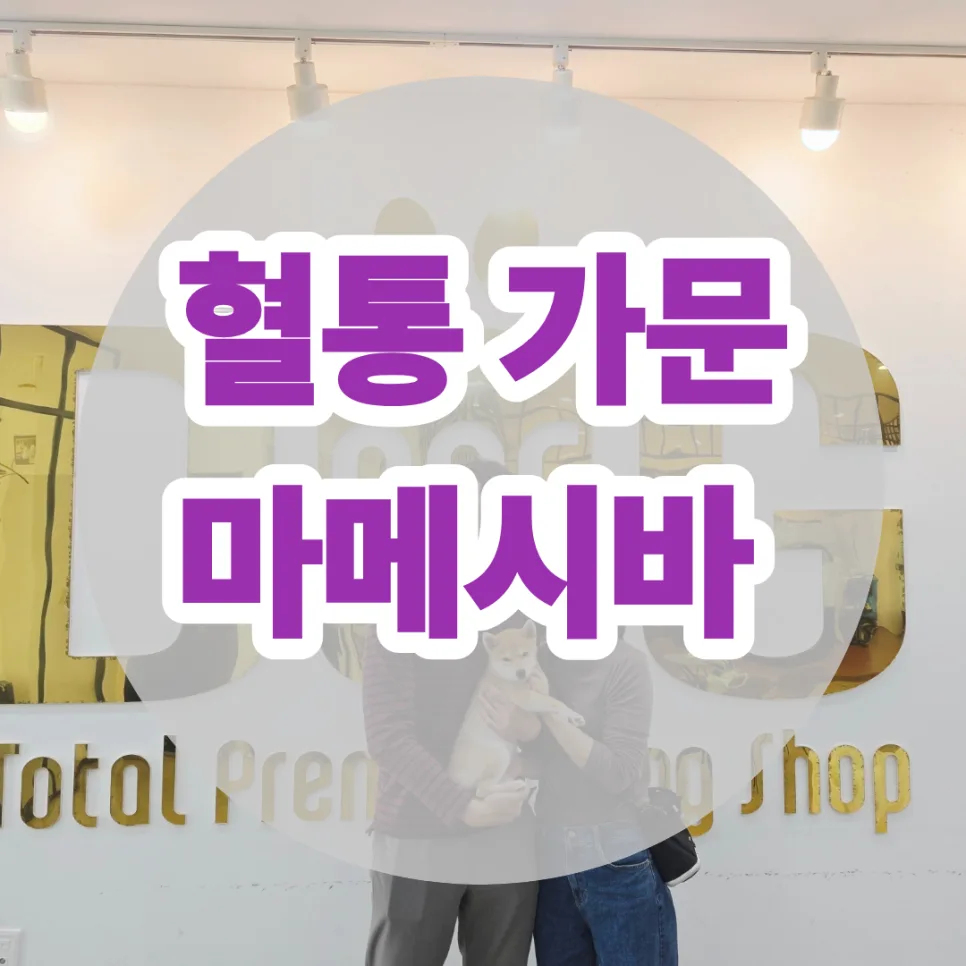 세종 마메시바 분양 2026: 새 가족 맞이 경험담과 견종 상담 팁