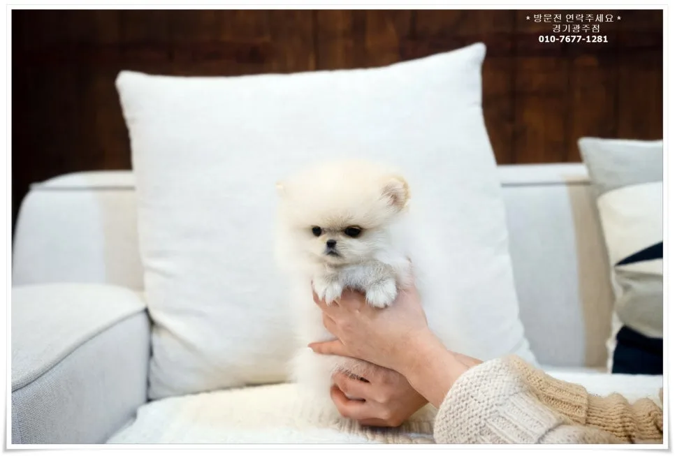 경기 광주 포메라니안 분양 2026: 건강한 반려견 찾는 법 2