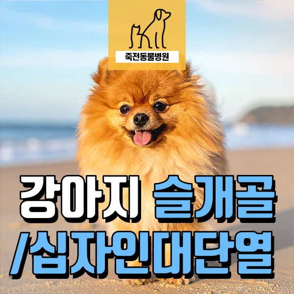 강아지 뒷다리 절뚝임, 슬개골 탈구·십자인대 단열 수술 2026년 총정리