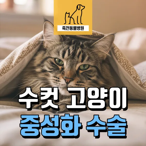 고양이 중성화 2026: 넥카라 없는 피내봉합 수술 장점 총정리