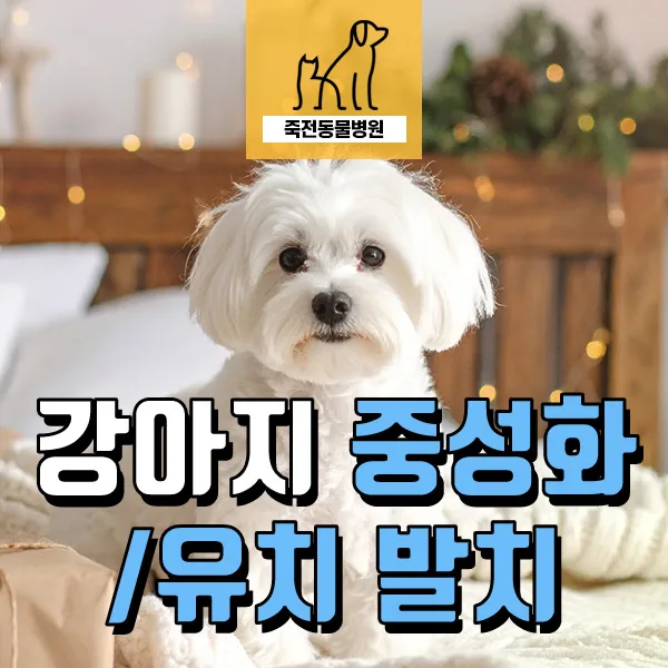 암컷 강아지 중성화와 유치 발치, 언제까지 미룰까? 2026년 가이드