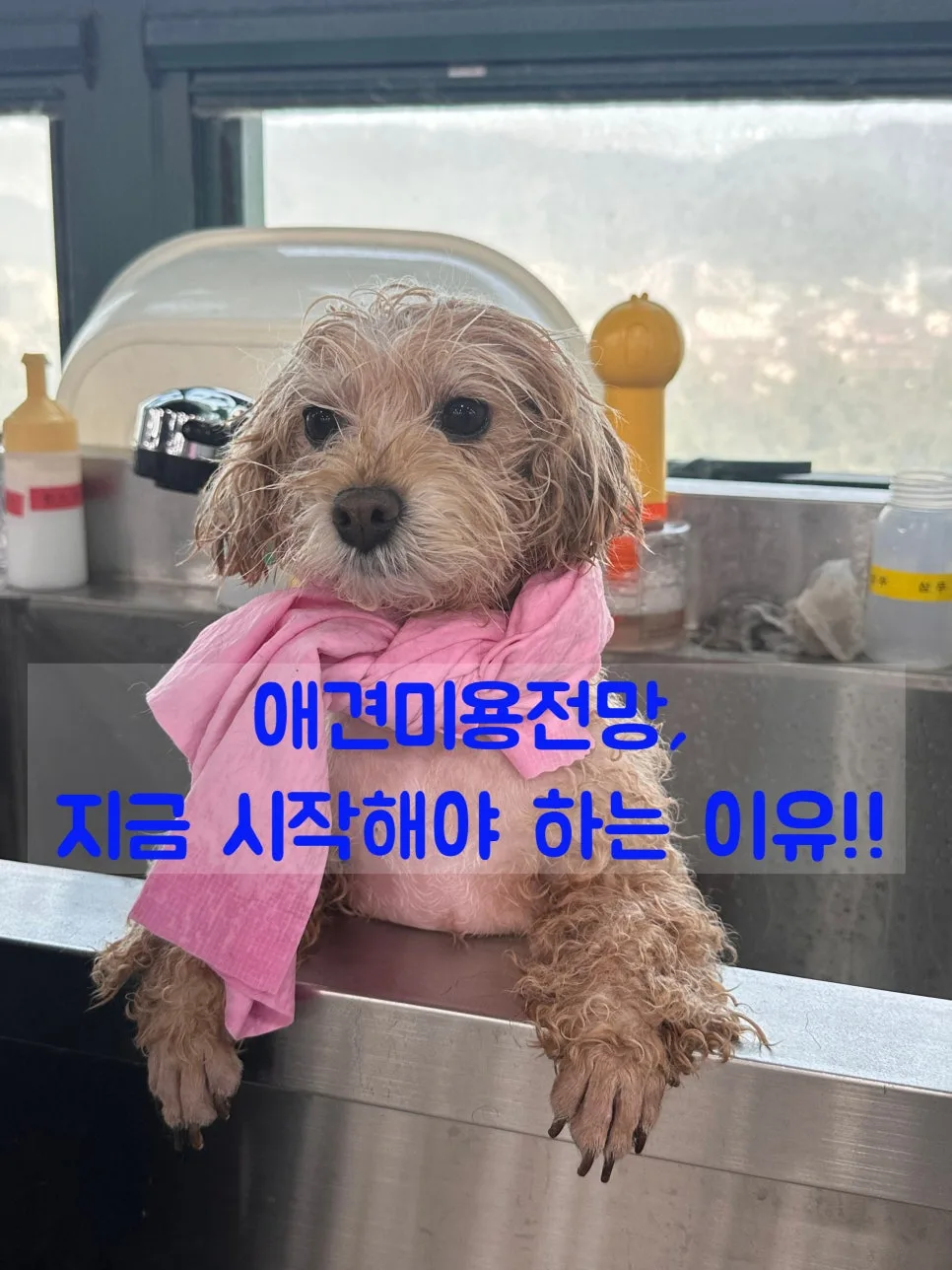 애견미용사 전망: 2026년 돈 되는 직업 도전 시기