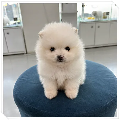 의정부 포메라니안 입양 가이드 2026: 첫 입문자를 위한 선택법 2