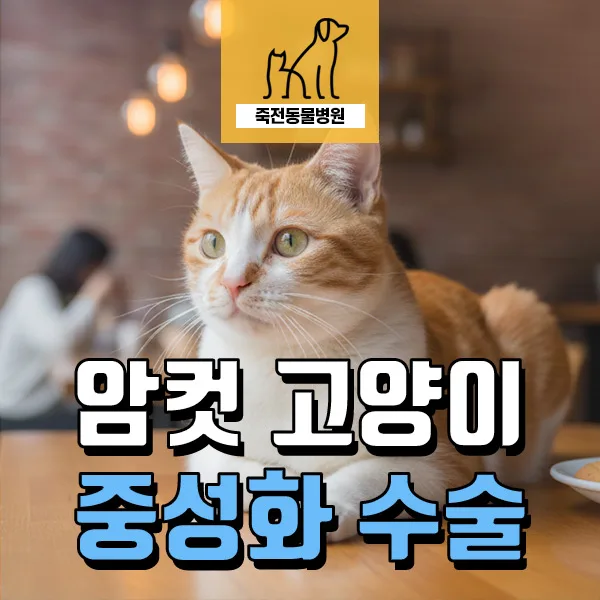 암컷 고양이 중성화 수술, 언제 하는 게 좋을까? 2026년 가이드