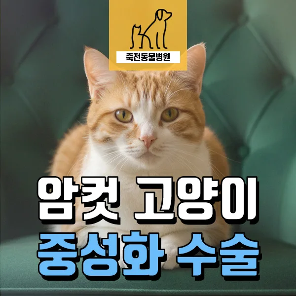 암컷 고양이 중성화 시기 및 효과 2026: 발정 증상 완화와 건강 관리