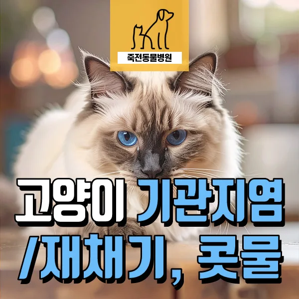 고양이 기관지염 증상과 치료, 2026년 최신 정보 총정리