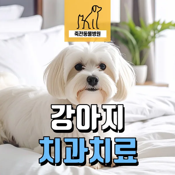 5살 강아지 스케일링 중 치아 골절 발견 및 치료 후기 2026