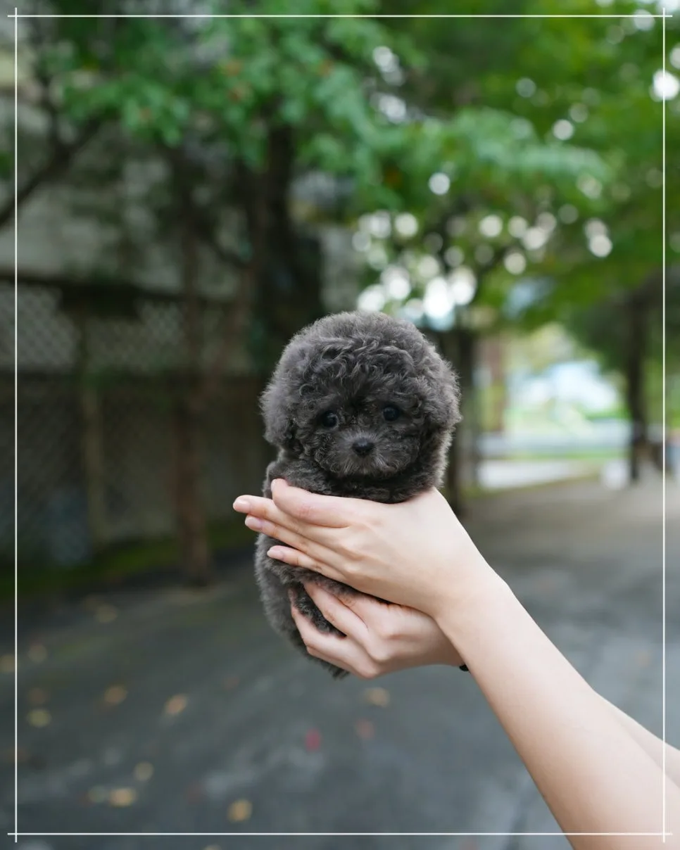 진천 강아지 분양, 2026년 반려견 입양 전 필수 체크리스트