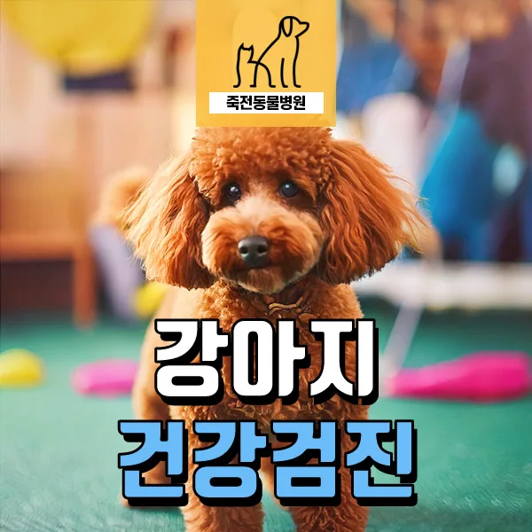 12살 강아지 건강검진 필수 항목과 비용 2026년 총정리