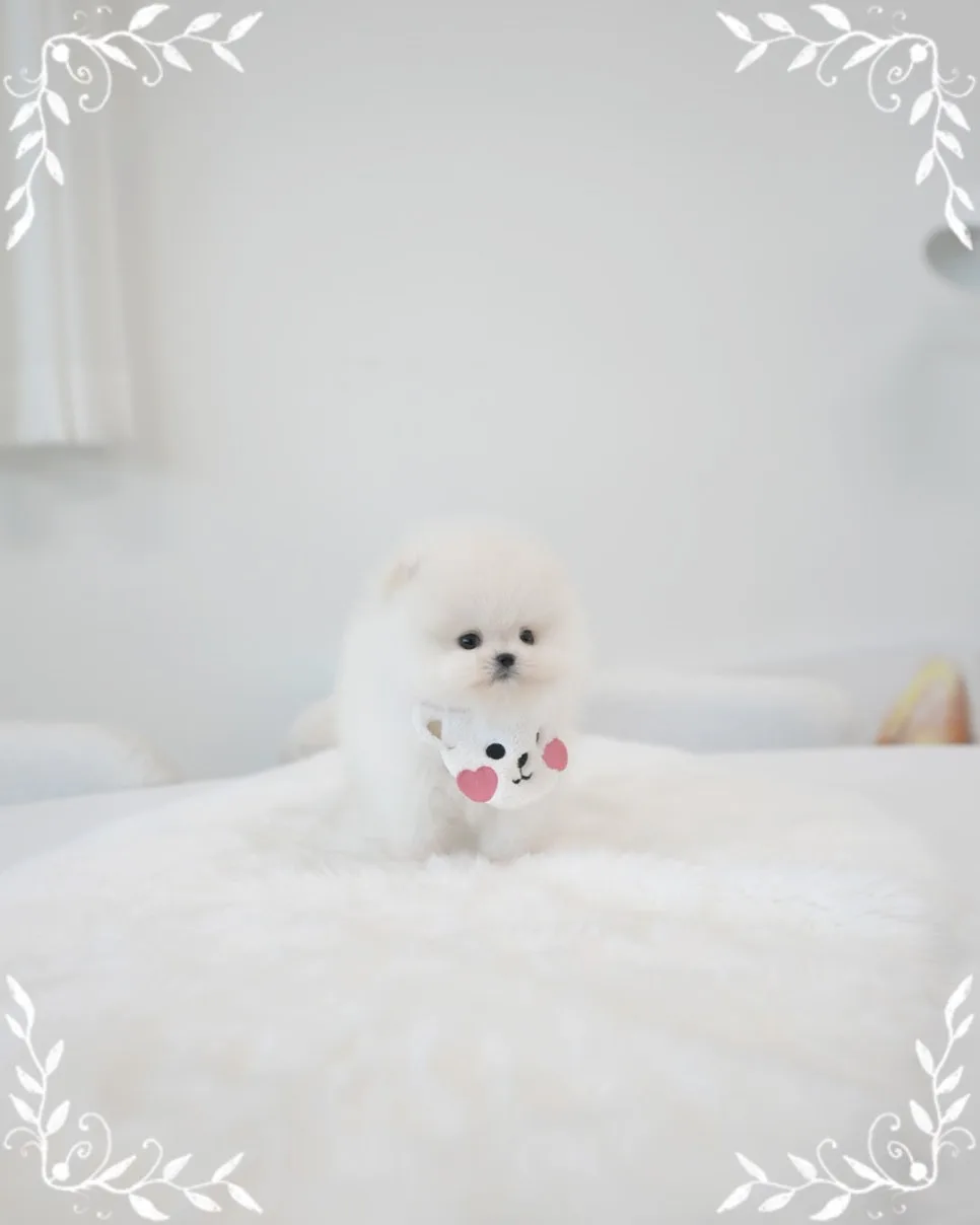 포메라니안 분양 2026: 건강한 반려견 찾는 5가지 기준 2