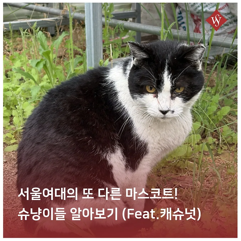 서울여대 슈냥이와 캐슈넛 동아리 이야기 2026