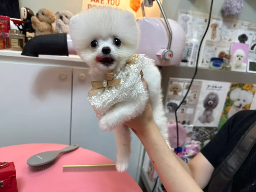 화이트 포메라니안 분양 2026: 건강한 반려견 찾는 3가지 기준