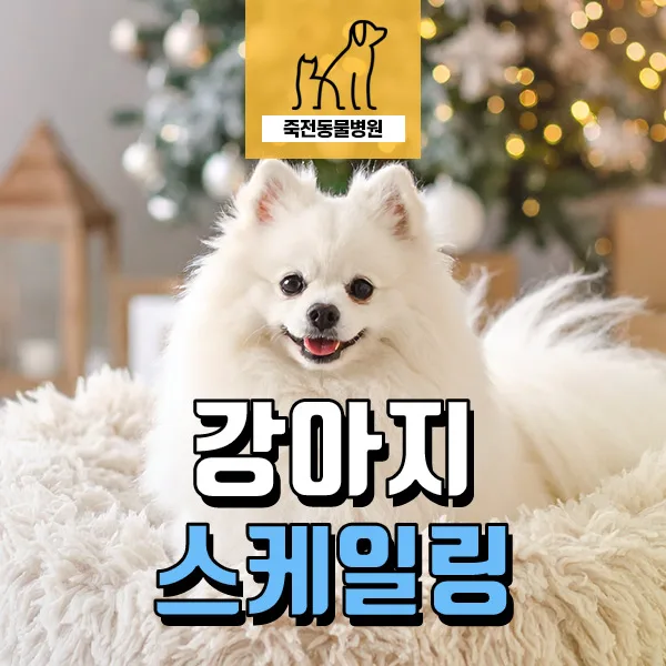 강아지 스케일링 시기 및 비용 2026: 치석 제거 완벽 가이드