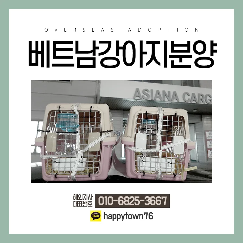 베트남 강아지 분양, 한국 입양으로 안전하게 찾는 법 2026 2