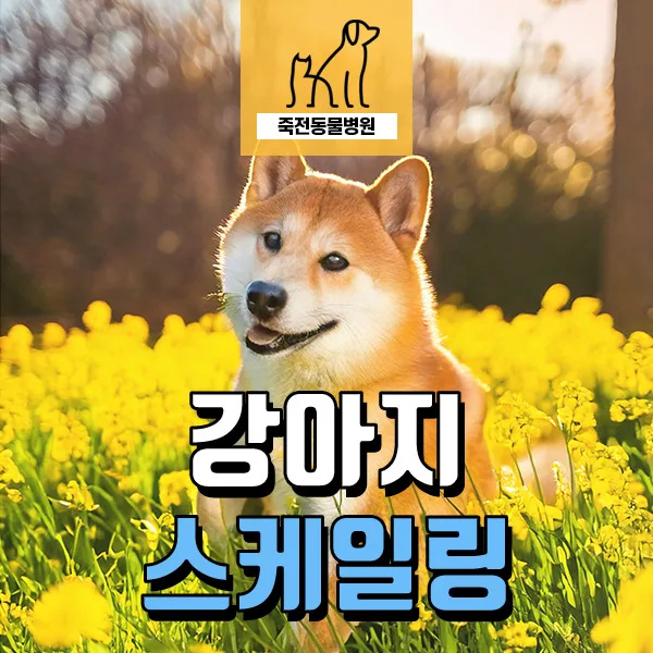 강아지 스케일링 전 검사 이상 시 대처법 2026 (경험자 요약)