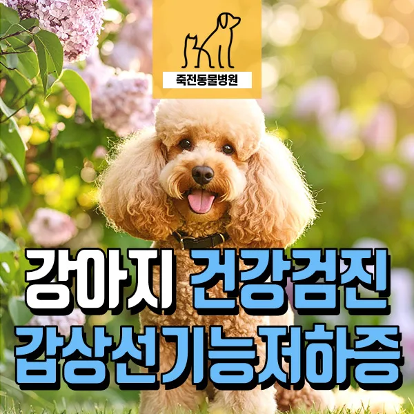 14살 푸들 건강검진: 신부전, 췌장염, 갑상선 질환 진단 2026